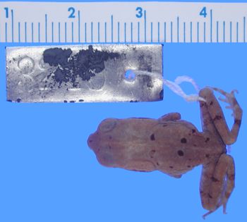Media type: image; Herpetology A-3215